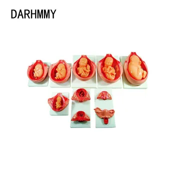 DARHMMY Modelis Vaisiaus Nėštumo Ir Plėtros 10VNT
