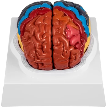 Žmogaus Smegenų Modelis Anatomija 2 Dalis Smegenų Modelio Spalvų Kodavimo Ekrano Bazės Smegenų Mokymo Anatomijos Mokslas Klasėje