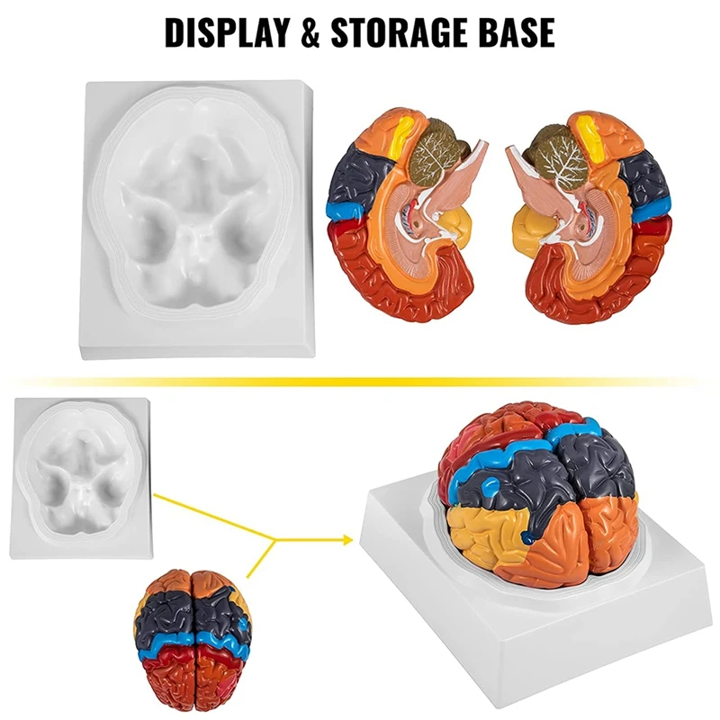 Žmogaus Smegenų Modelis Anatomija 2 Dalis Smegenų Modelio Spalvų Kodavimo Ekrano Bazės Smegenų Mokymo Anatomijos Mokslas Klasėje